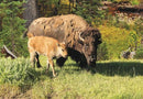 Trefl 1000p Buffalo, NWT