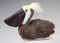 Douglas - Beachy Pelican