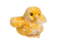Douglas Yellow Chick