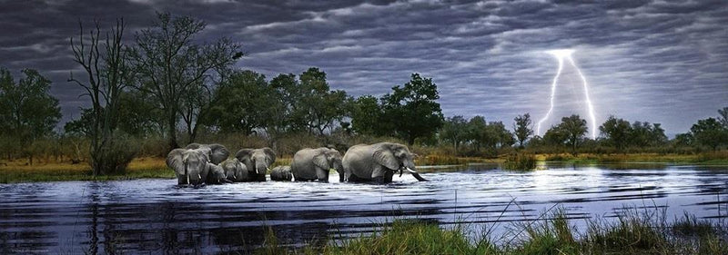 Heye - 2000p Alexander Von Humboldt: Herd of Elephants